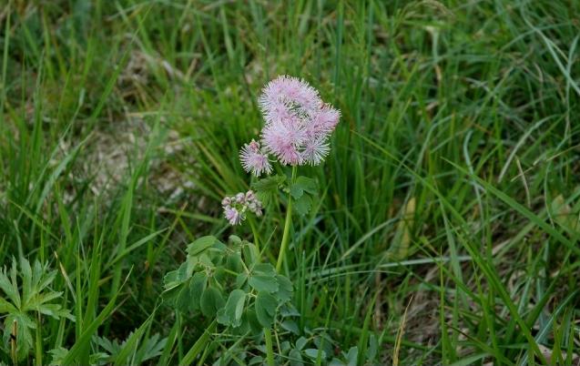 Thalictrum aquilegifolium